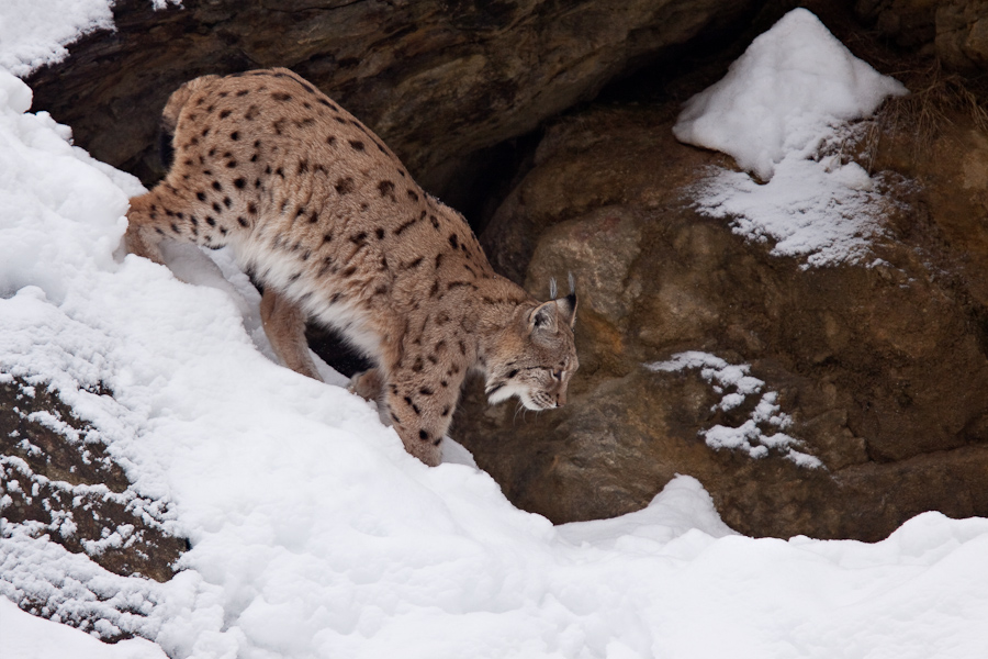 Lynx boreal d'Europe marchant dans la neige