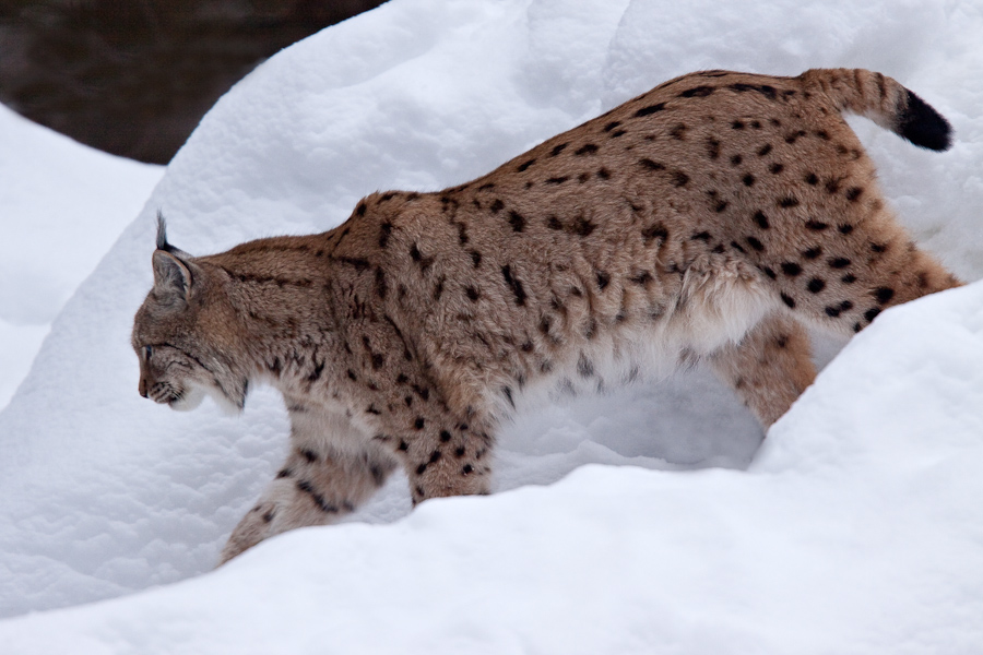 Lynx boreal d'Europe marchant dans la neige