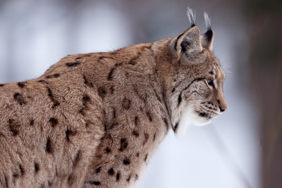 Lynx boreal d'Europe surveillant son territoire