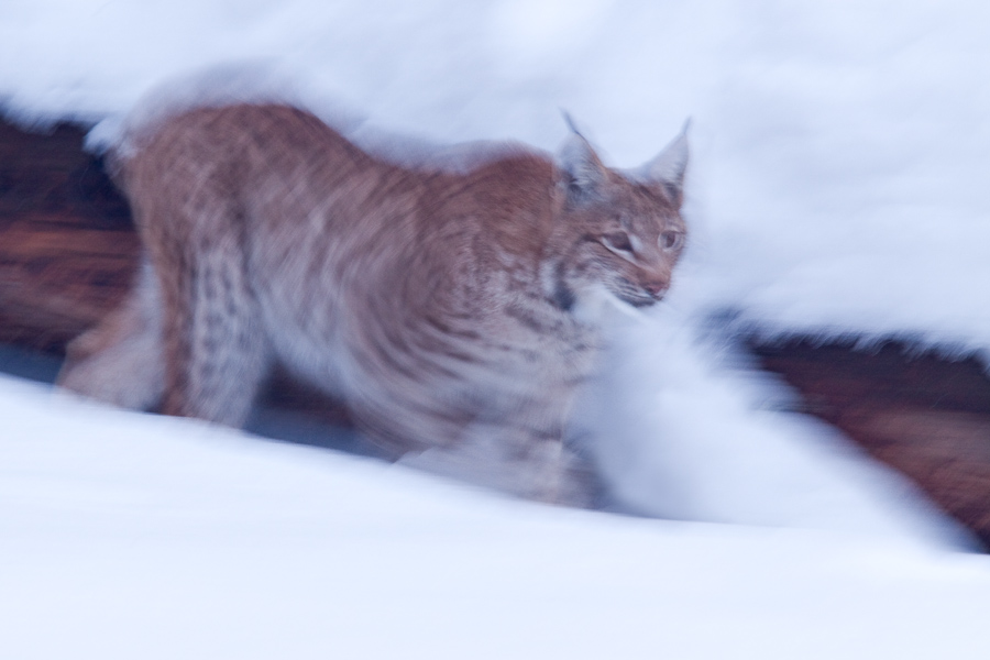 Lynx boreal d'Europe marchant dans la neige