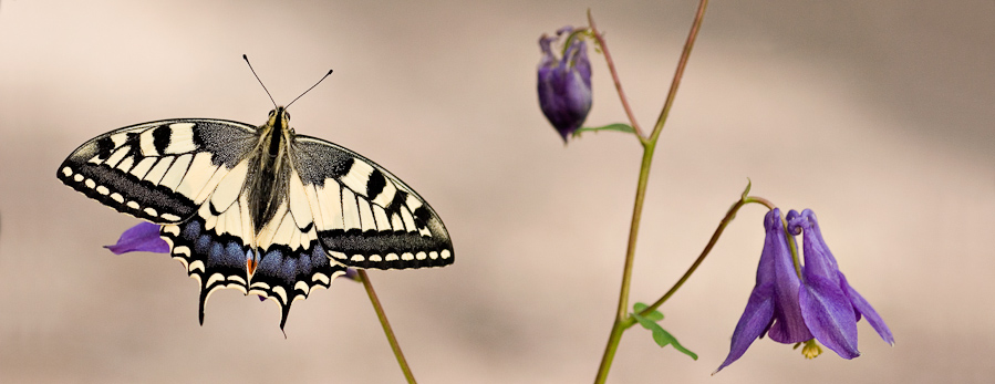 Le papillon machaon