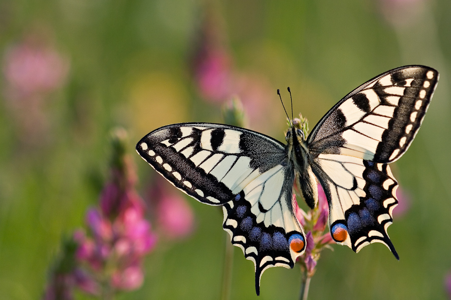 Papillon machaon