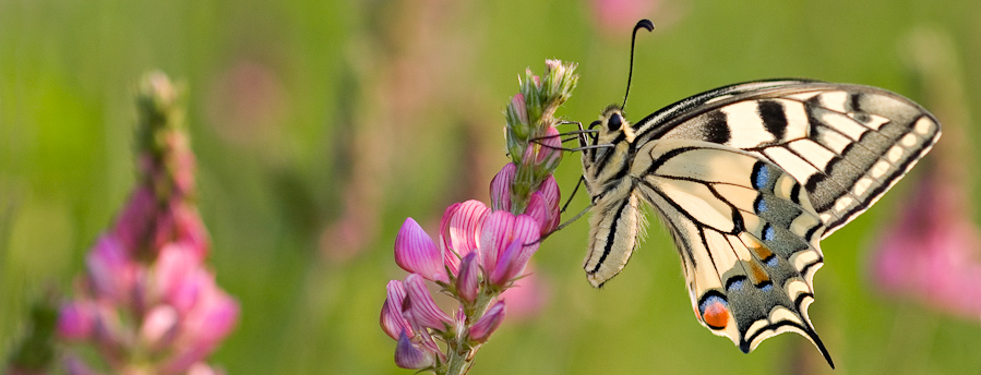 Papillon machaon