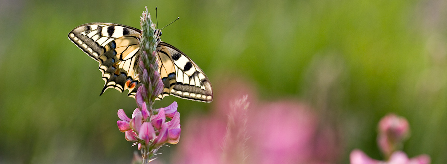 Papillon machaon