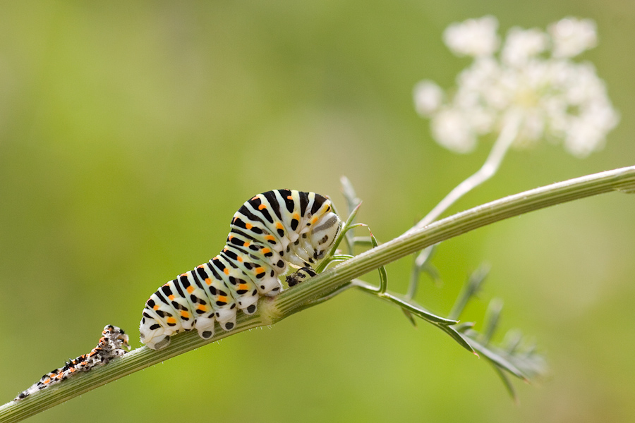 Chenille de Machaon venant de muer