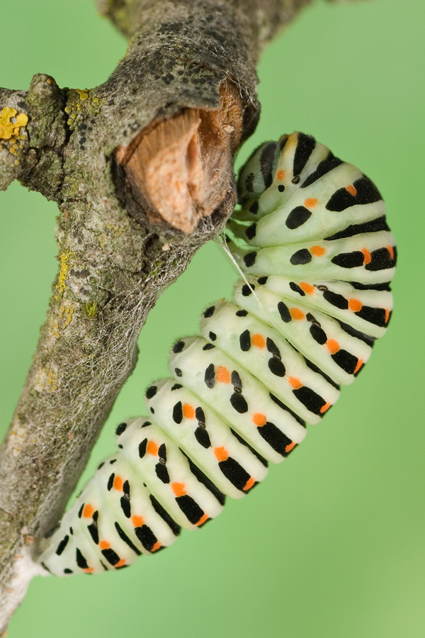 Chenille de machaon se transformant en chrysalide