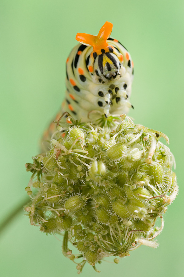 Posture de défence de la chenille de machaon