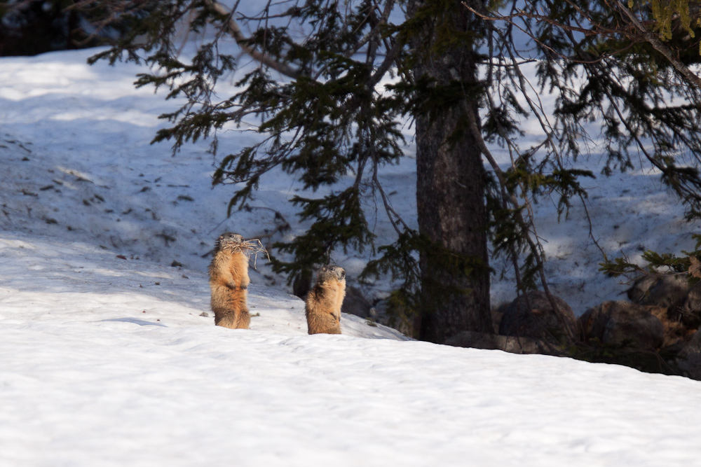 Marmotte au printemps