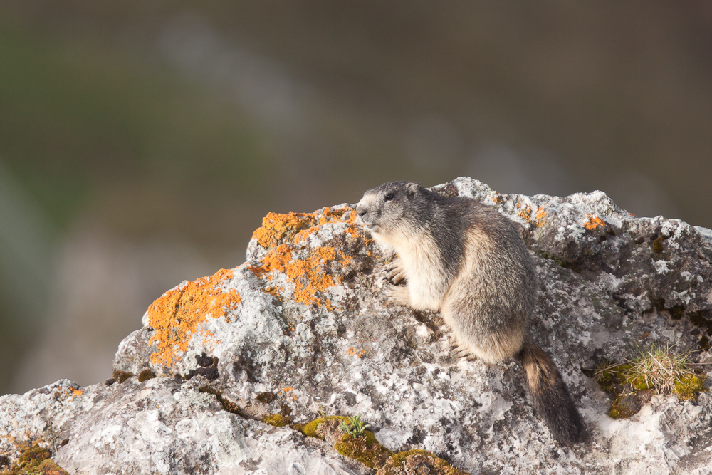 Marmotte sur un rocher