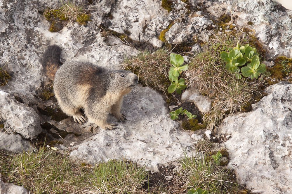 Marmotte sur un rocher