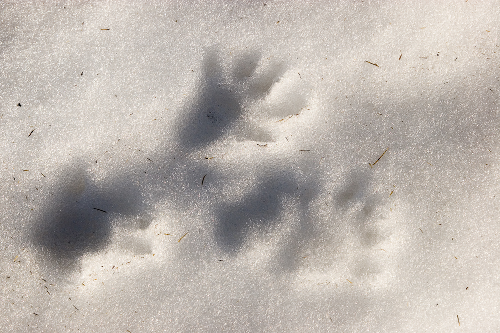 Traces de marmotte dans la neige