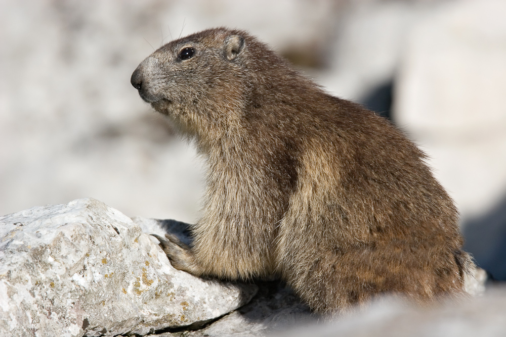 La marmotte des Alpes