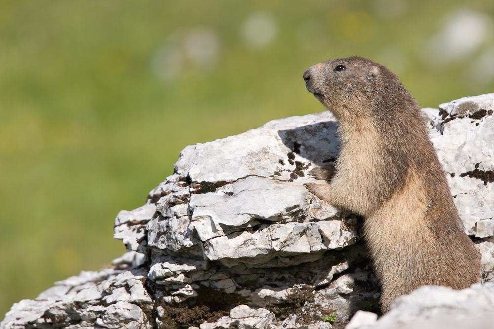 La marmotte des Alpes