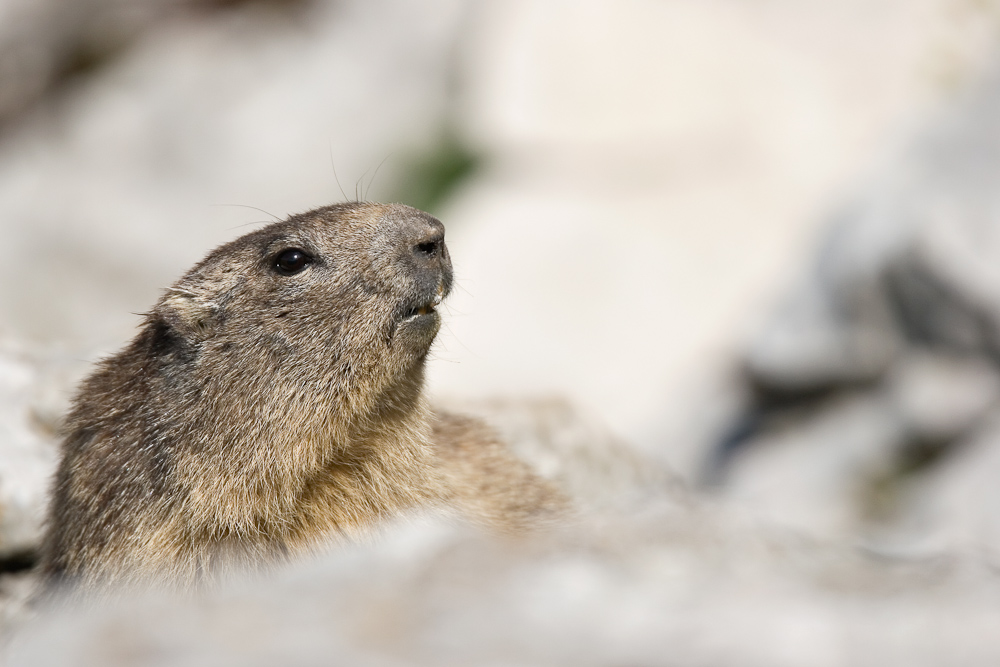 La marmotte des Alpes