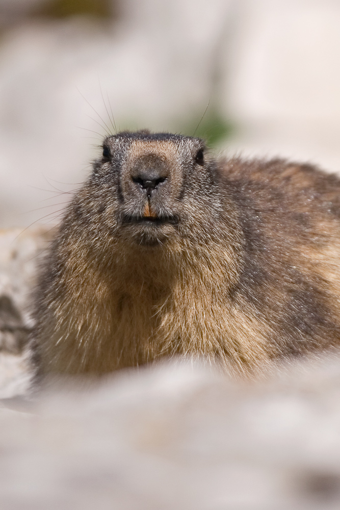 La marmotte des Alpes