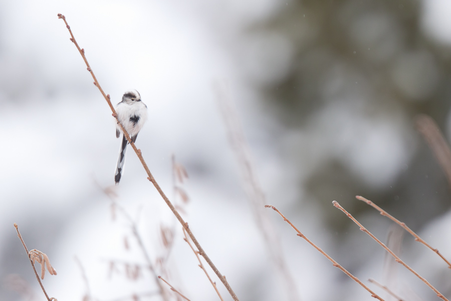 Mésange à longue queue en hiver