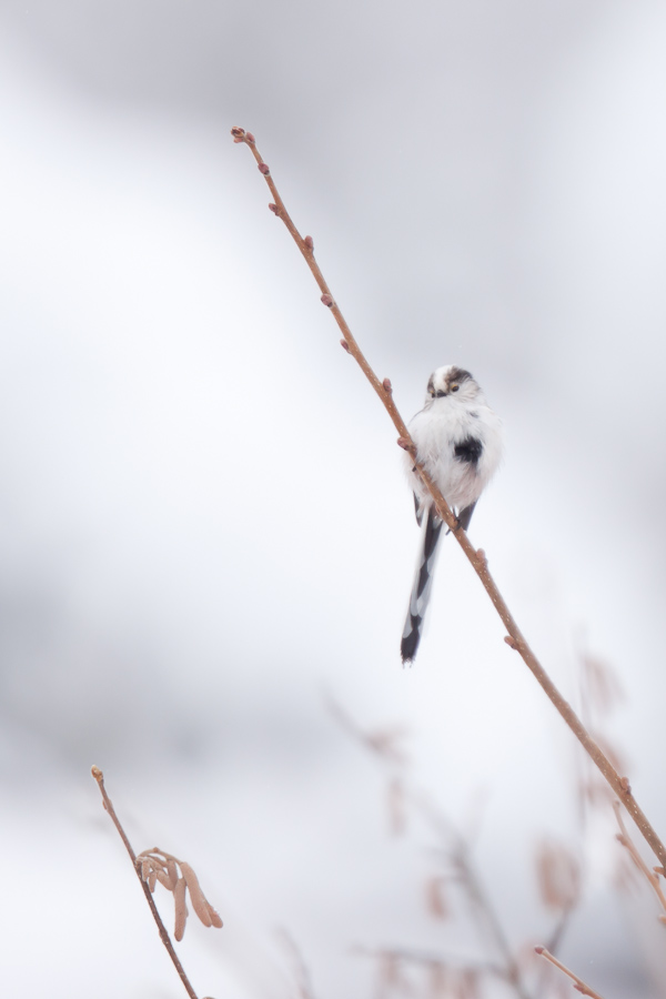 Mésange à longue queue en hiver