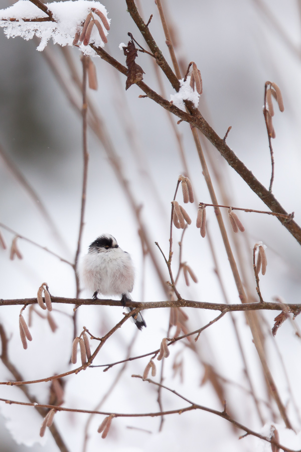 Mésange à longue queue en hiver