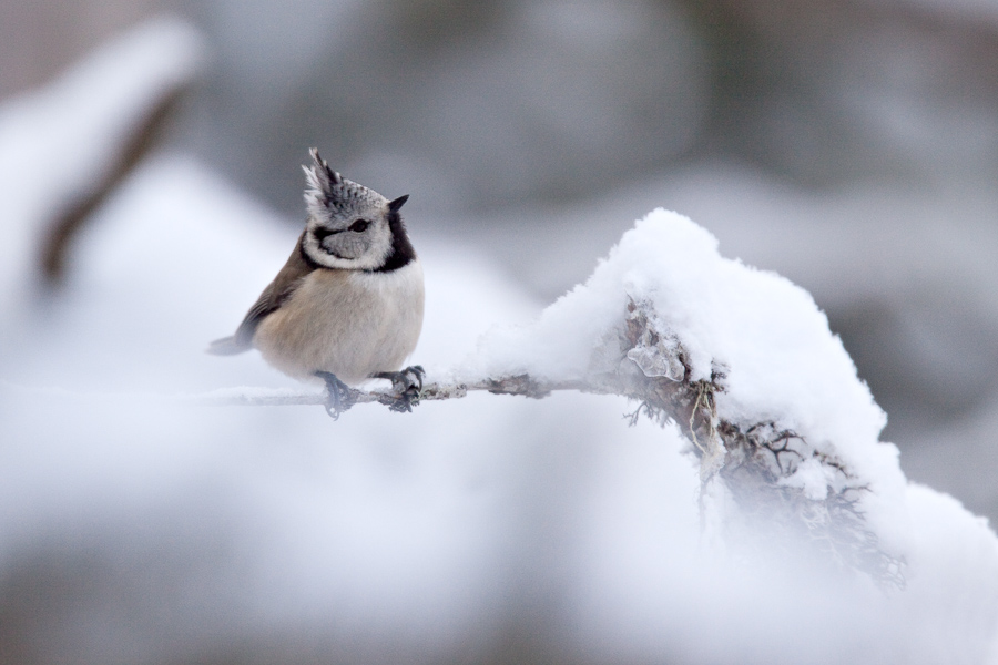 Mesange hupee en hiver