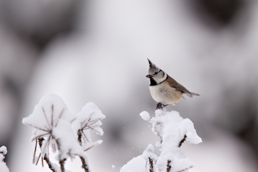 Mesange hupee en hiver