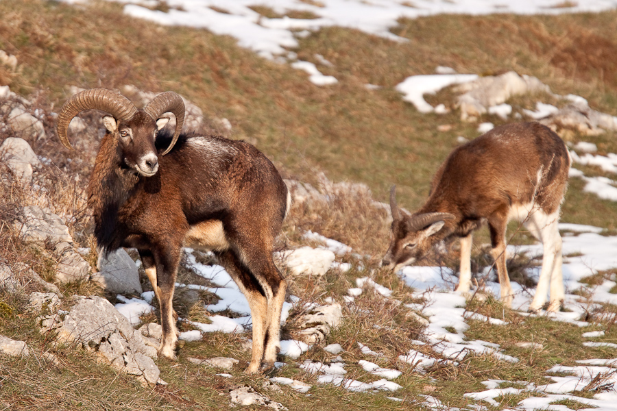 Mouflons mâles