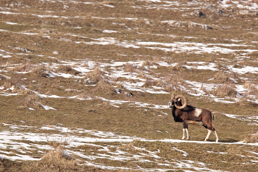 Mouflon male