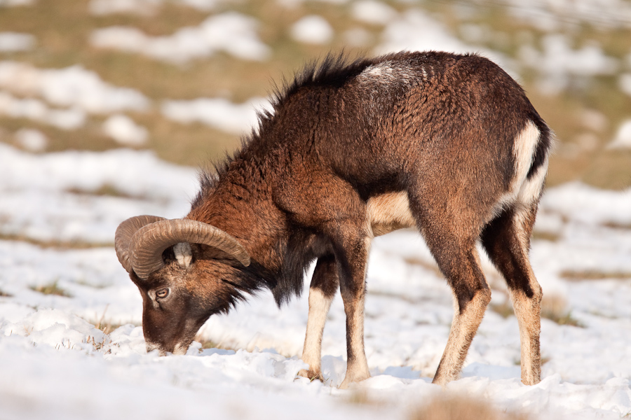 Mouflon male broutant