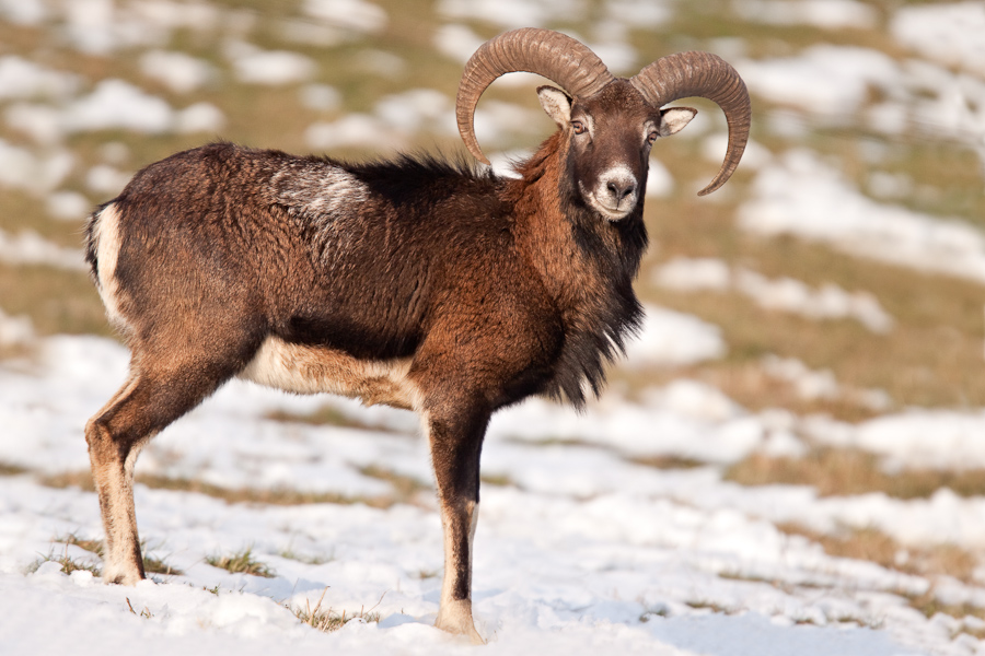 Mouflon male