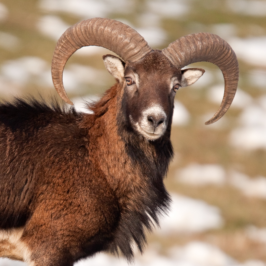 Mouflon male