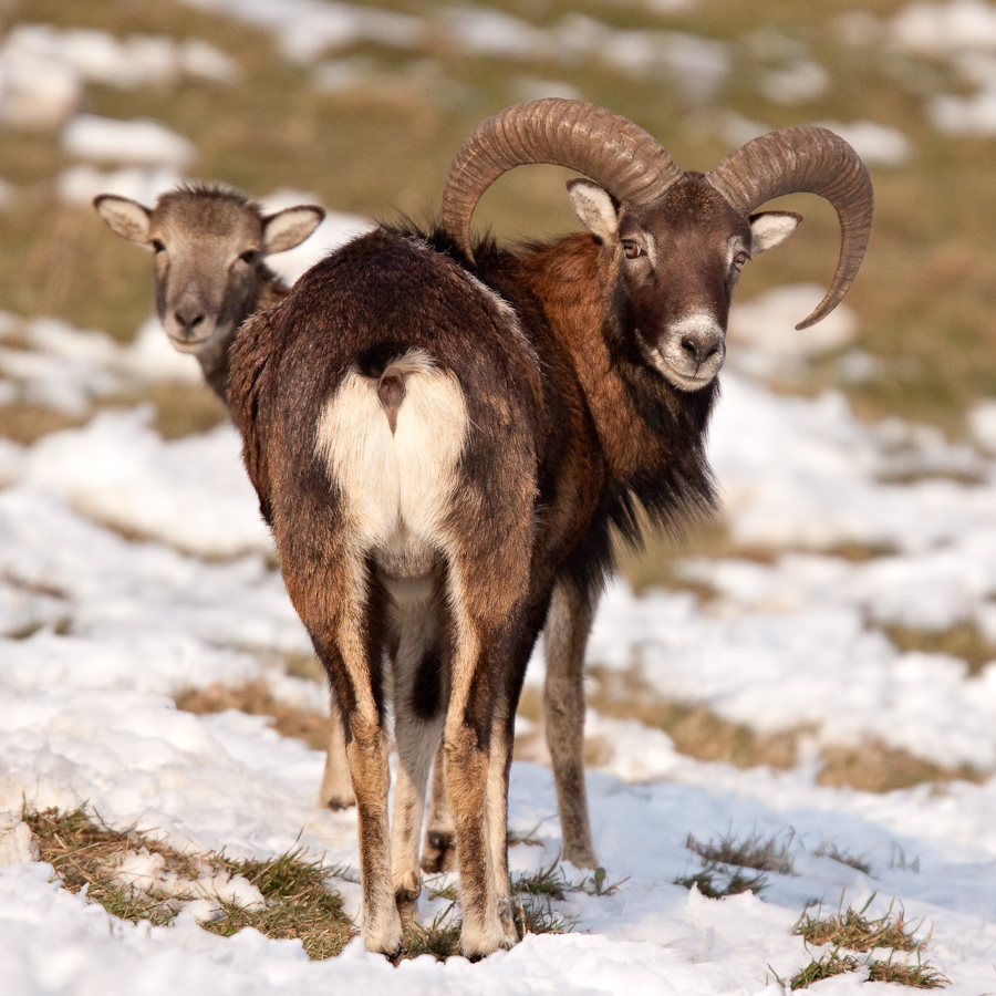 Couple de mouflon