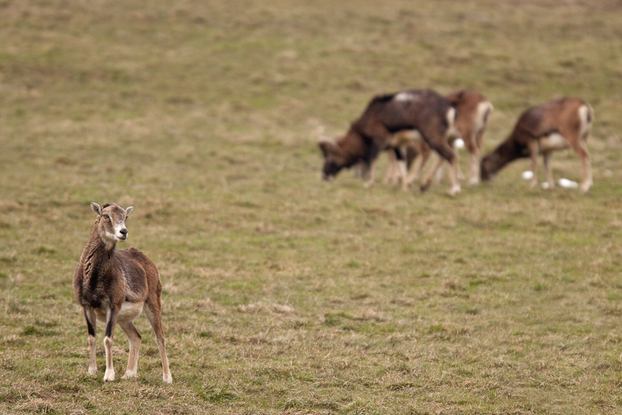 Groupe de mouflon