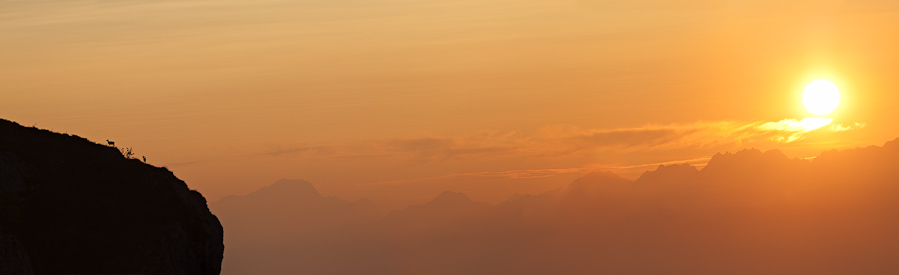 Mouflons au lever du soleil