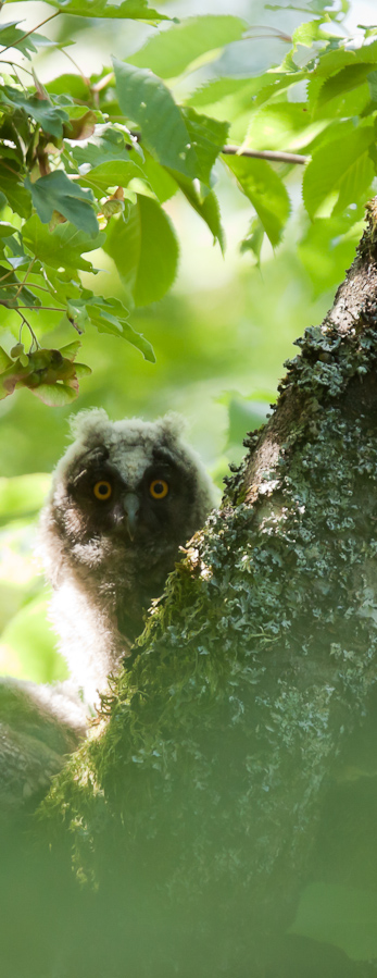 Jeune hibou moyen duc