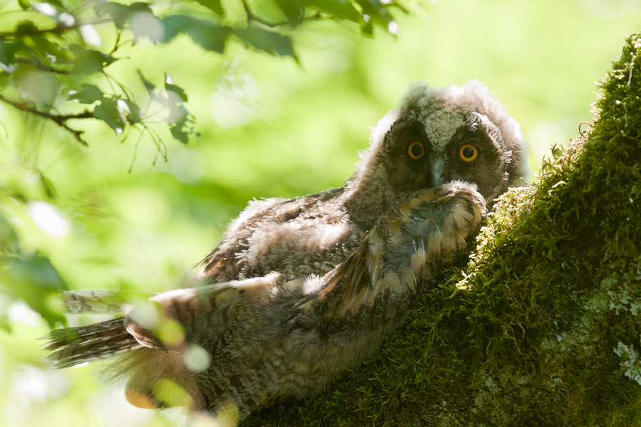 Jeune hibou moyen duc couché sur une branche