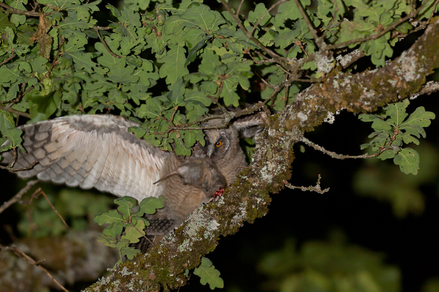 Jeune hibou moyen duc avec un campagnol décapité