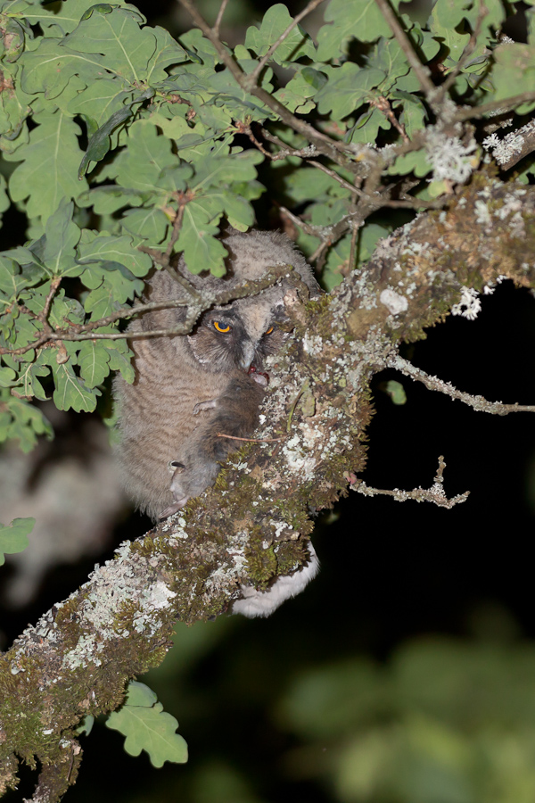 Jeune hibou moyen duc avec un campagnol