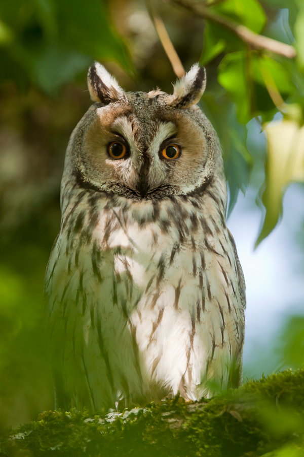 Hibou moyen duc adulte dans un arbre