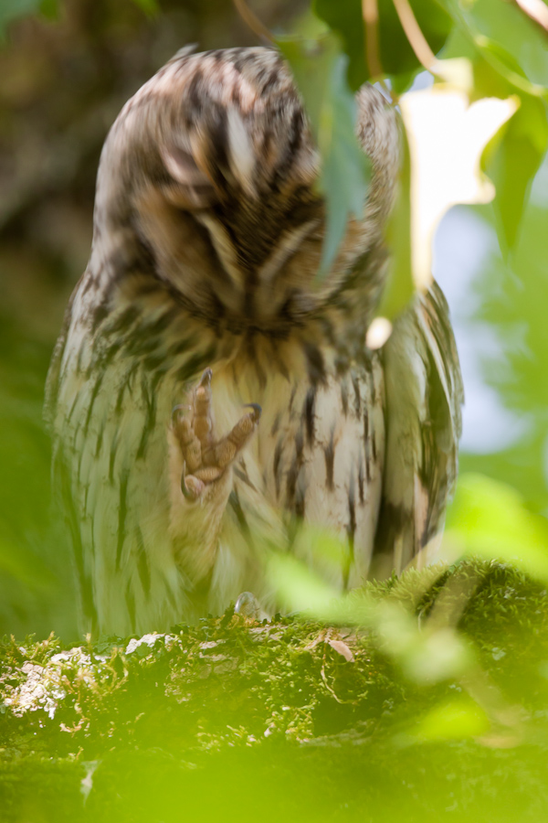 Hibou moyen duc adulte faisant sa toilette dans un arbre