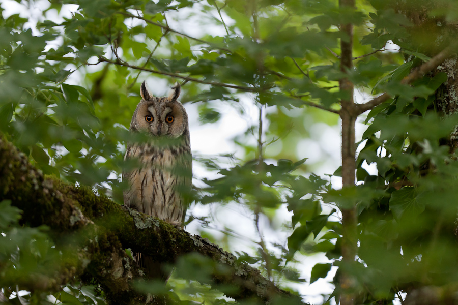 Hibou moyen duc adulte dans un arbre