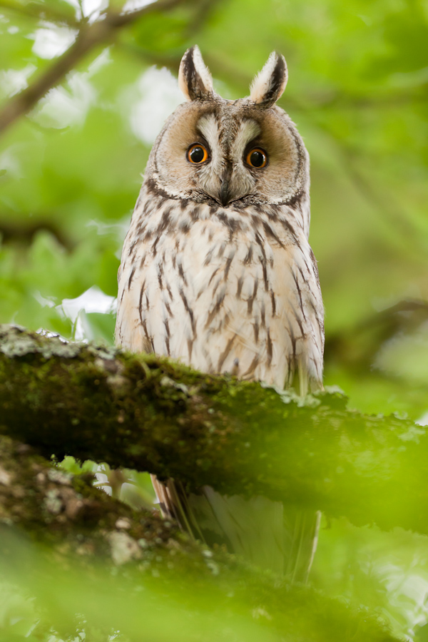 Hibou moyen duc adulte dans un arbre