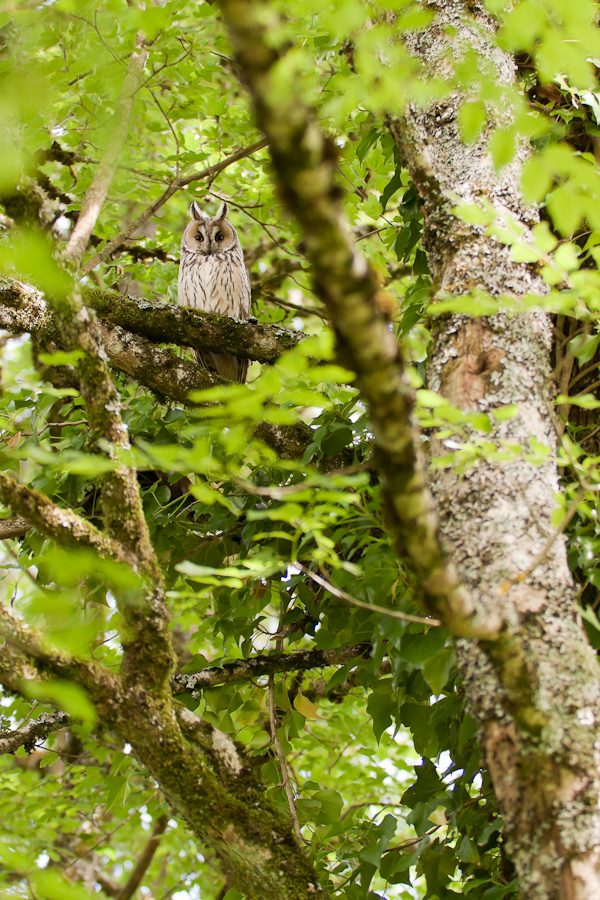 Hibou moyen duc adulte dans un arbre