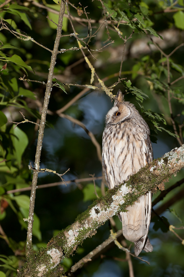 Hibou moyen duc adulte dans un arbre