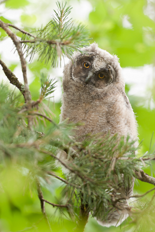 Portrait de jeune hibou moyen duc