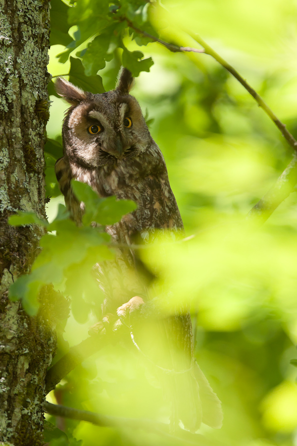 Hibou moyen duc adulte dans un arbre