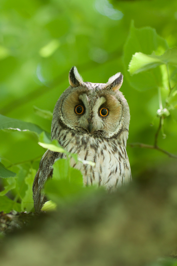Portrait de hibou moyen duc adulte dans un arbre