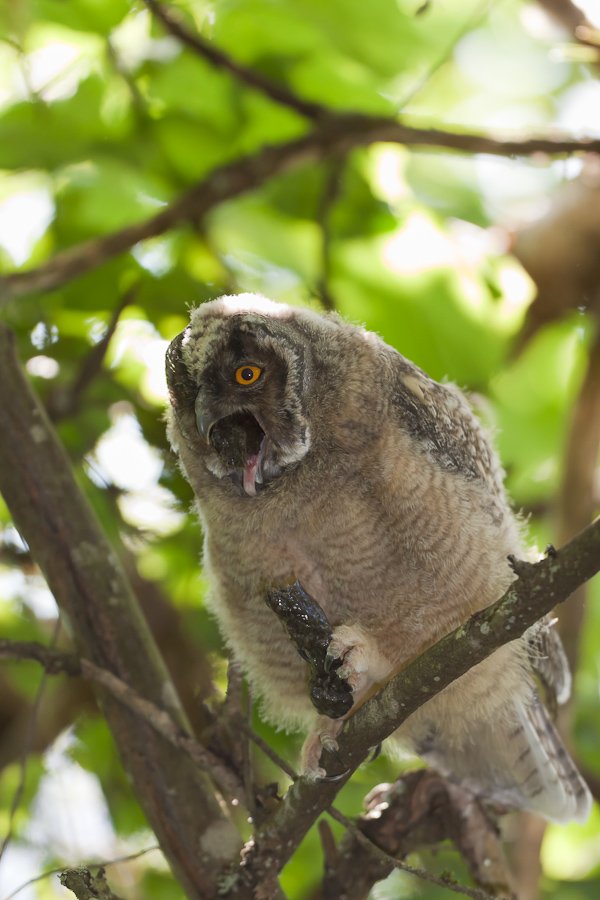 Jeune hibou moyen duc expulsant une pelote de réjection