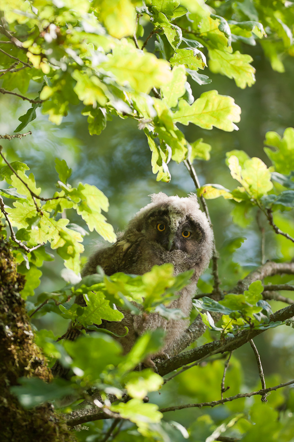 Jeune hibou moyen duc dans un arbre