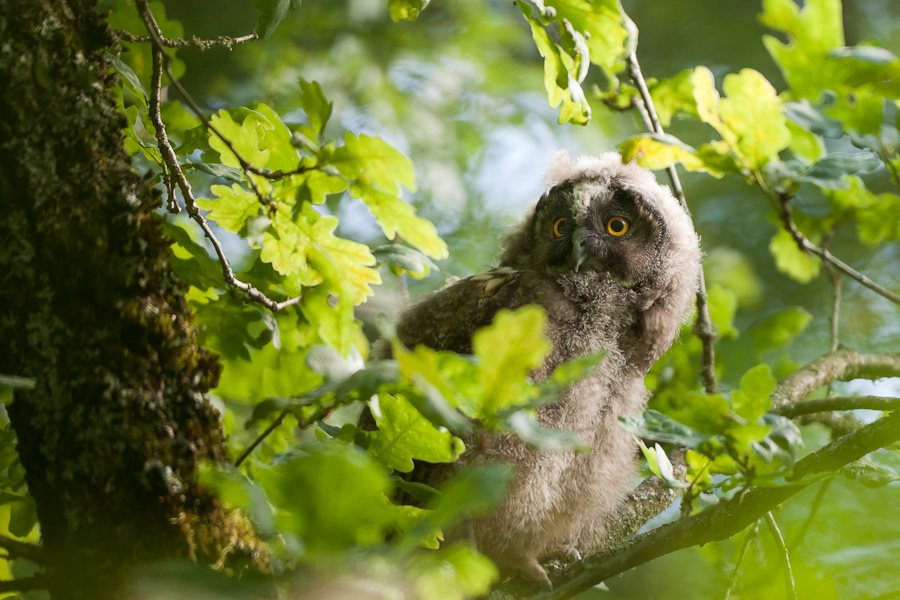 Jeune hibou moyen duc dans un arbre