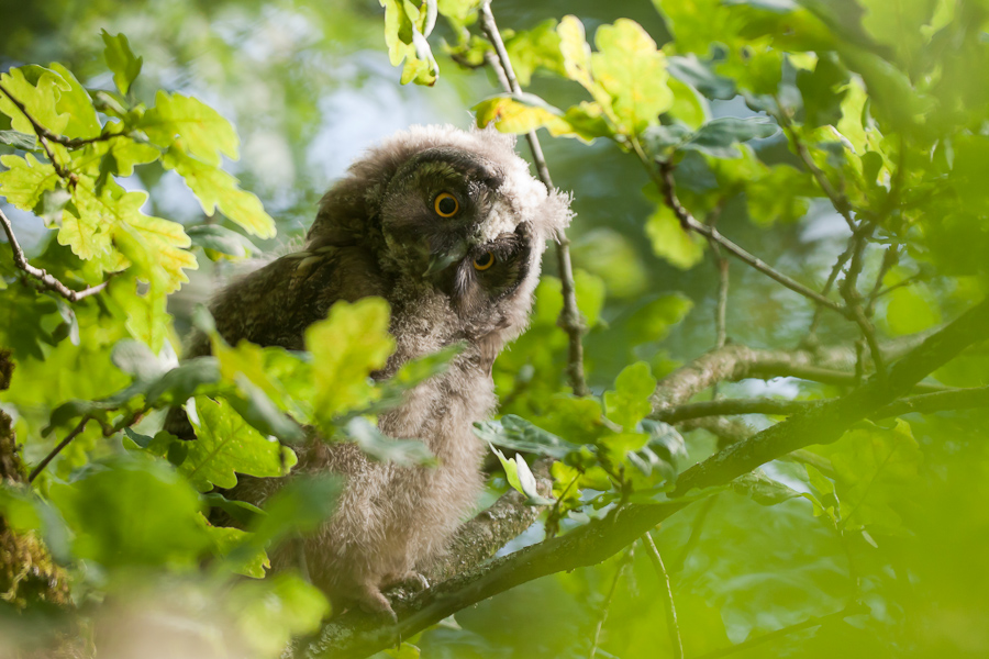 Jeune hibou moyen duc dans un arbre