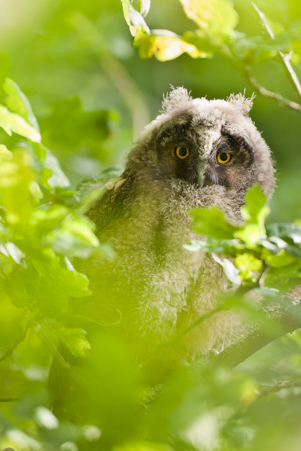 Portrait de jeune hibou moyen duc dans un arbre